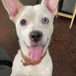 Meet your Posher, Franklin